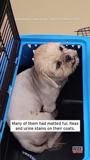 19 Dogs Rescued From Hoarding Conditions in Iowa #shorts