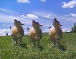 Dancing Cows - Dairylea Cheese | Commercial | NZ On Screen