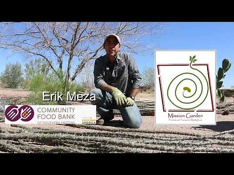 Building a Living Fence with Ocotillo