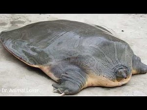 Narrow headed softshell turtle (Chitra indica)