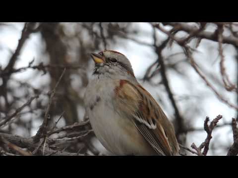 American Tree Sparrow singing.