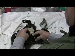 Testa's Tuesday Tip - Bird Assembly