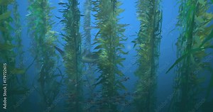 ocean, fish, reef, sea, underwater, animation, animated, CG, swim, swimming, schools, school, school of fish, schools of fish, baitball, bait ball, shark, predator, prey, background, 3d, 3-d, coral, c