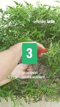 À vos sécateurs ! Le mois d'août est le meilleur moment de l'année pour tailler ses jasmins !