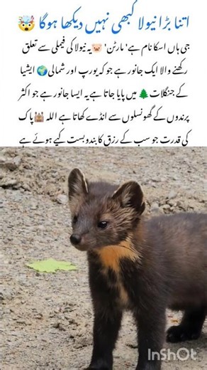 Marten – The Mysterious Forest Wildlife Animal 🌲 #marten #naturefacts #nature #wildlife #shorts