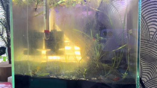 Juvenile pygmy corydoras feasting on some brine shrimp!! Why are they SO adorable!!!!! #fyp #foryoupage #mifreshwaterplantsandmore #floatingplants #pygmycorydoras