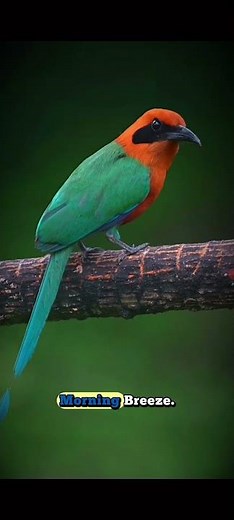 The Most Beautiful Bird Sitting Peacefully on a Tree 🌿✨