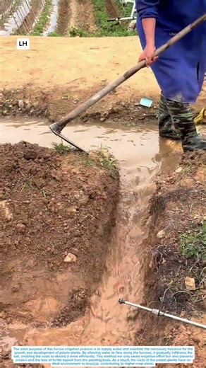 This Simple Furrow Irrigation Trick Helps Potatoes Grow Faster!