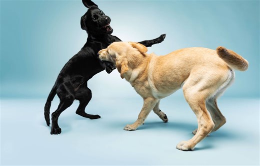 Si votre chien en blesse un autre ou est blessé, qui est responsable ? Et qui doit payer ?