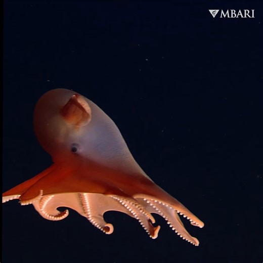 This graceful glider is the Grimpoteuthis octopus. 🐙⁠ ⁠ These deep-sea octopuses use the movement of their large fins and arms to propel themselves through the water. They are affectionately called the "dumbo" octopuses because of those flapping fins. This group of octopuses is typically found on or near the deep seafloor, where they use finger-like cirri on their arms to catch small crustaceans, worms, and other prey items. | MBARI