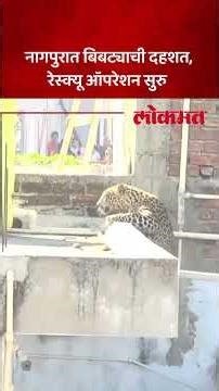 नागपूरच्या पारडी भागात बिबट्याची दहशत, जेरबंद करण्याचे प्रयत्न सुरु | Leopard Spotted in Nagpur |PS5