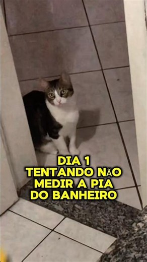 Tudo posso mas nem tudo me convém #musica #humor