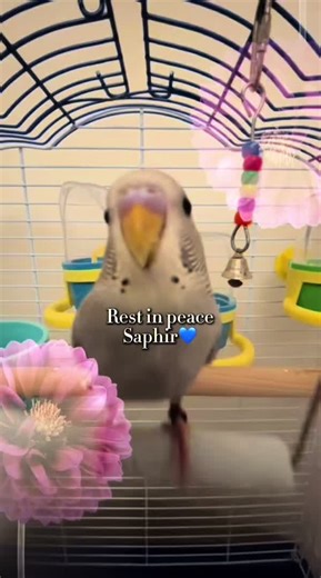 Saphir's Last Dance: A Tribute to a Beloved Parakeet