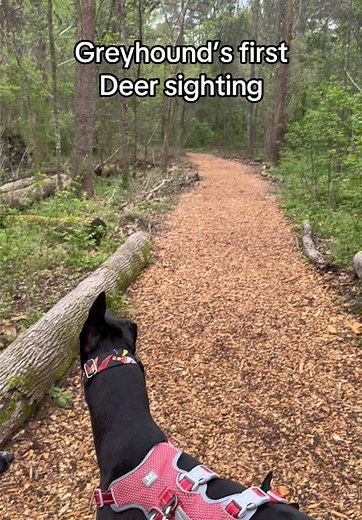 Greyhound's First Encounter with a Deer