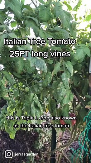 Italian Tree Tomato: A Unique Gardening Experience
