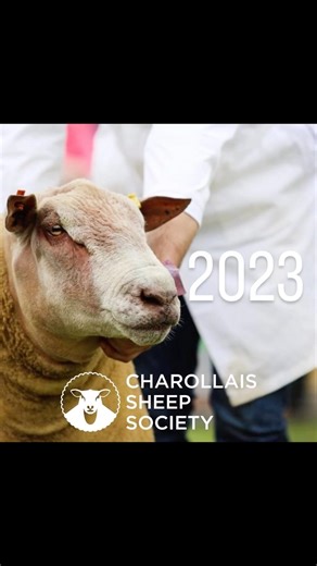 CHAROLLAIS SHEEP on Reels