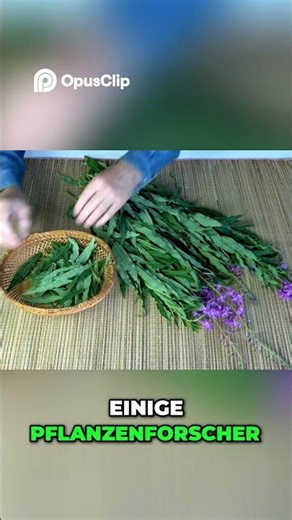 Heilpflanzen: Geheimnisse des Weidenröschens für Nieren & Prostata!