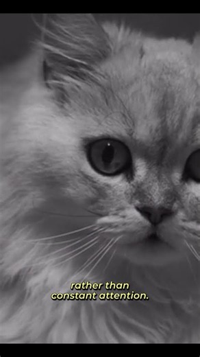 British Longhair Cat Facts