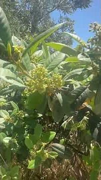 California coffee berry (frangula californica) #coffeeberry