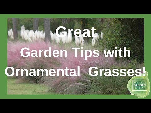 Ornamental Grasses in Containers and Your Garden Can Be Grown from Seed.