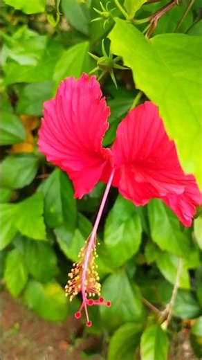 🌺 Beautiful Hibiscus Flowers in Full Bloom | Tropical Beauty #Shorts