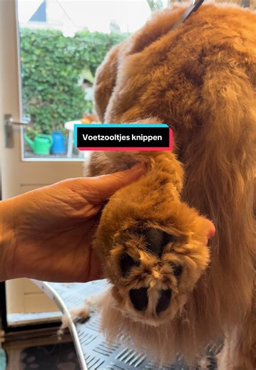 Poot-fectie! ✨🐾 Kijk mee voor tips en tricks Hoe knip je een labradoodle voetzooltje goed uit? Tip; oefenen oefenen oefenen #labradoodle #foryou #grooming #trimsalon #doodles