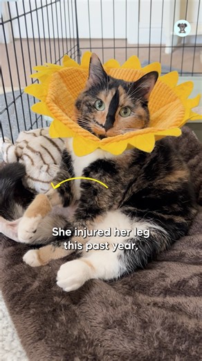 37K views · 4.1K reactions | Snicker's The Smiling Cat: A Cat With A Heartwarming Grin | The Koala | Facebook