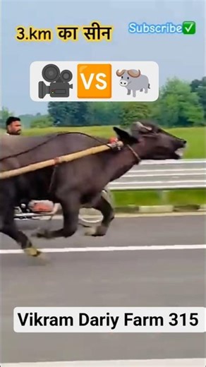 Vikram Dariy Farm 315 #cow #farmanimals #youtubeshorts #dairyherd #trendingshorts