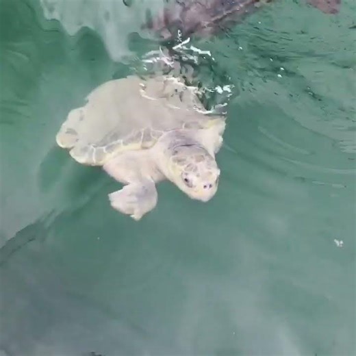 Here's a short video of Bender coming up from the bottom of our tidal pool to say good #turtle