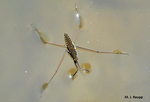 Walkin’ on water: Water striders, Gerridae — Bug of the Week