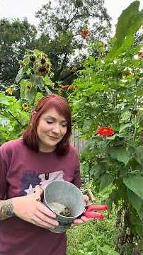 Harvesting Mexican Sunflower seeds