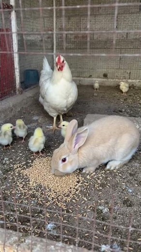The rabbit comes inside the chicken coop #viralvideo #viral #lifeisbutadream