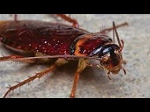cockroach sound