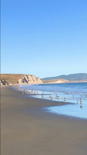 Snowy Plovers at Drakes Beach in Point Reyes