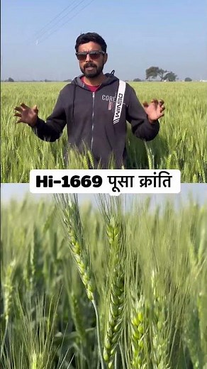 Hi-1669 gehun ki jankari,hi-1669 wheat full information,hi-1669 gehu