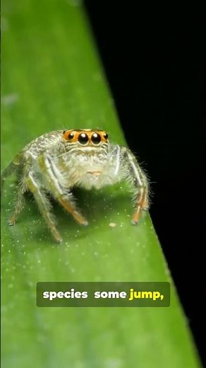 #spiders #spider #insects #wildlife #nature