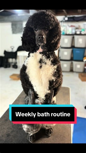 Essential Weekly Bath Routine for Show Dogs