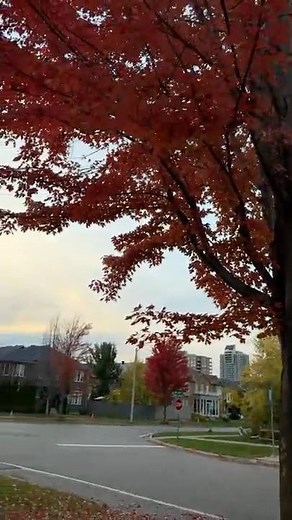 Autumn in Toronto, Canada 🍁✨ | Beautiful Fall Colors & City Views 🇨🇦