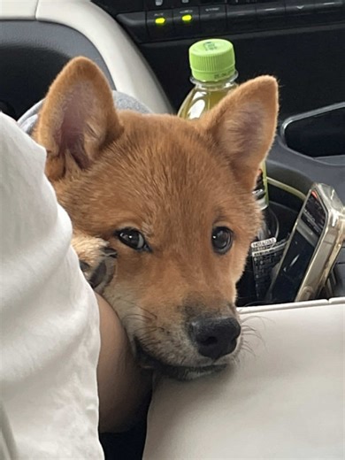 イッヌの成長記録 #犬のいる生活 #豆柴