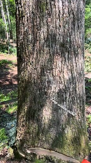 #popular #stihl880 #timberjack240 #hoffmanboots #loggertok #loggerlife . #viralreelsfacebook #viralreels #viralvideochallenge #jumper #jump #viralpost2024 #viralreelsfb #comedy #jumpchallenge #viralreelsfacebook #viralreels #viralvideochallenge #hilights #history #love #foryoupageシ #lpost2024 #reelsfacebook #famliy #li #viralstunts #205k #usa @top fans | Jazlyn Smith