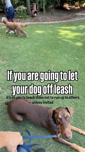 Off leash expectation-read the description for more information ￼