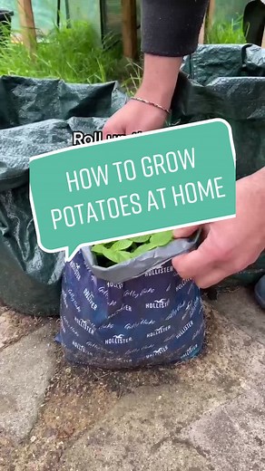 Easy Potato Growing Tips for Home Container Gardening