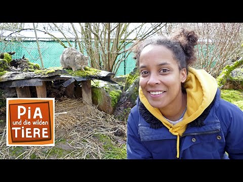 Wie wild ist die Wildkatze? | Reportage für Kinder | Pia und die wilden Tiere