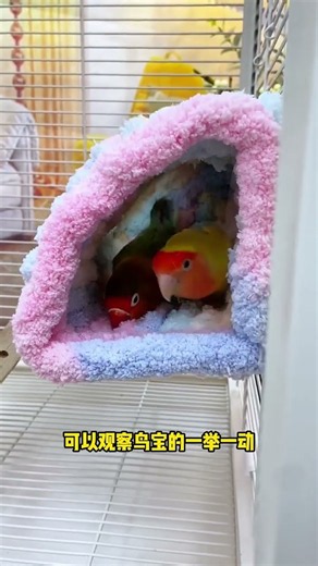 🐦 Cute Lovebirds in Colorful Cozy Houses 🏡😍 | Adorable Bird Moments #Shorts