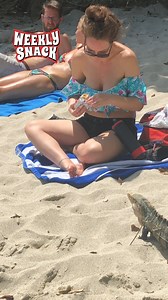 the old "keep your eye on the lizard" con 🤣 #costarica #monkey #lizard #fail #shorts #reels | FailArmy