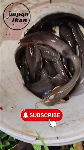 Choose your favorite type of catfish to fish for!