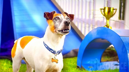 Skipper, le Chien Bavard | Film Complet en Français | Famille