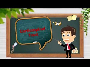 pyramidal tract part 1 (corticospinal tract)