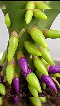 Stop Using Orchid Soil! This Method Grows New Roots Fast & Blooms More