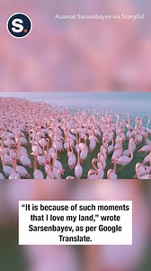 10K views · 251 reactions | Watch this stunning drone footage of massive flock of flamingos! | storyful | Facebook